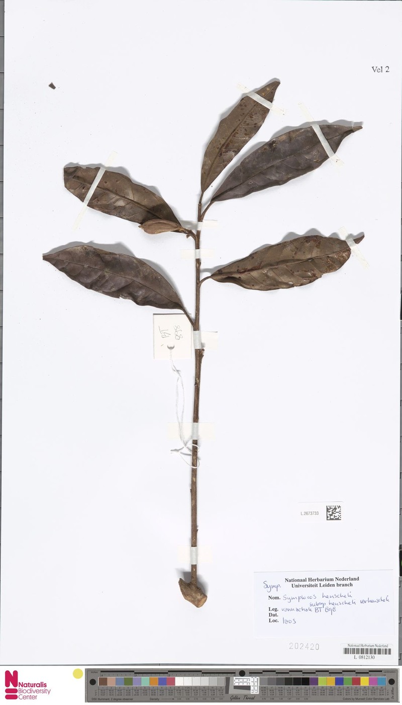 Symplocos henschelii var. henschelii
