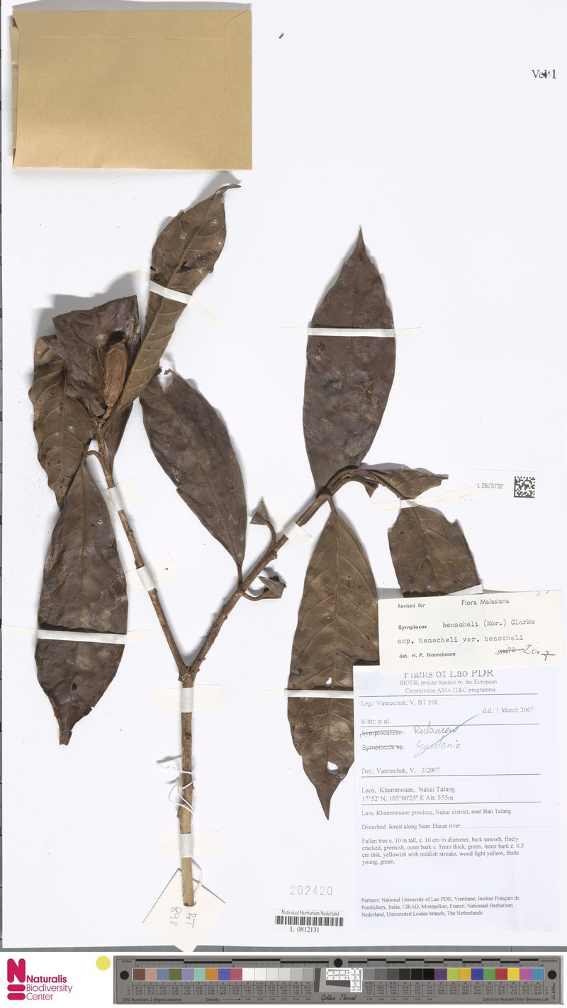 Symplocos henschelii var. henschelii photo 2