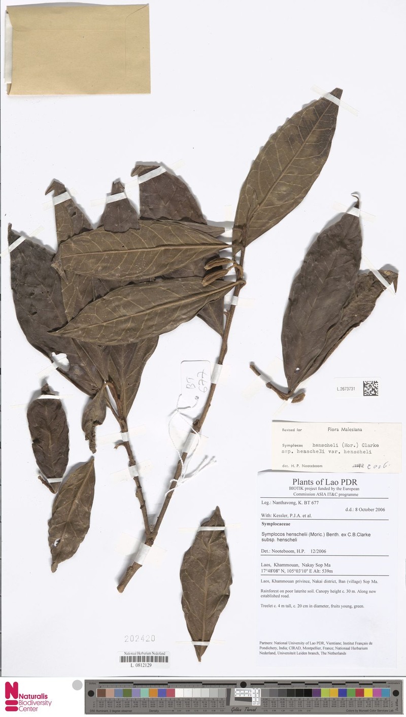 Symplocos henschelii var. henschelii photo 3