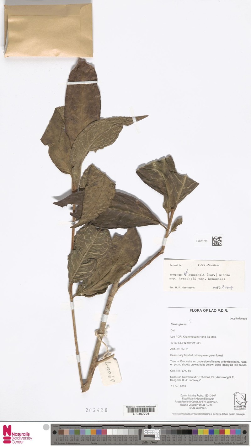 Symplocos henschelii var. henschelii photo 4