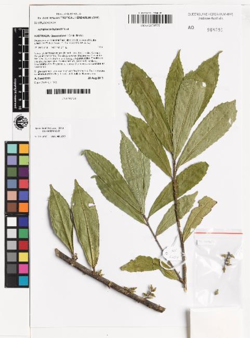 Symplocos hylandii