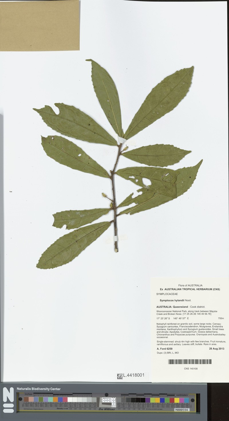 Symplocos hylandii photo 2