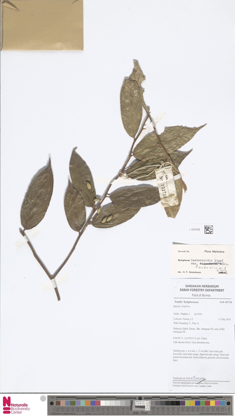 Symplocos laeteviridis var. laeteviridis