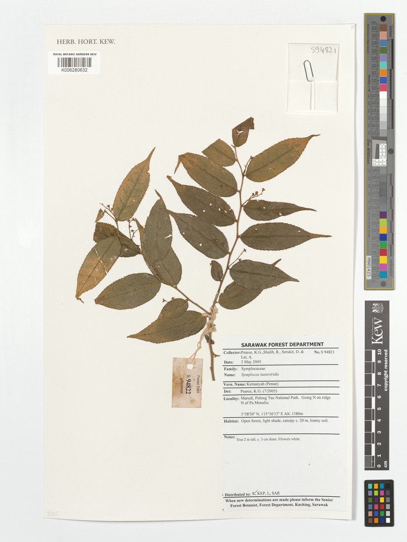 Symplocos laeteviridis var. laeteviridis photo 2