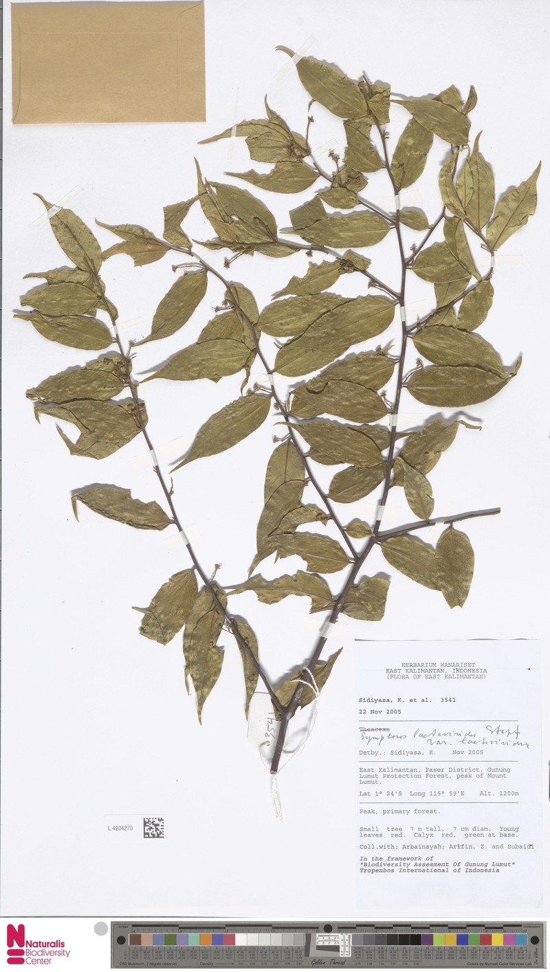Symplocos laeteviridis var. laeteviridis photo 3