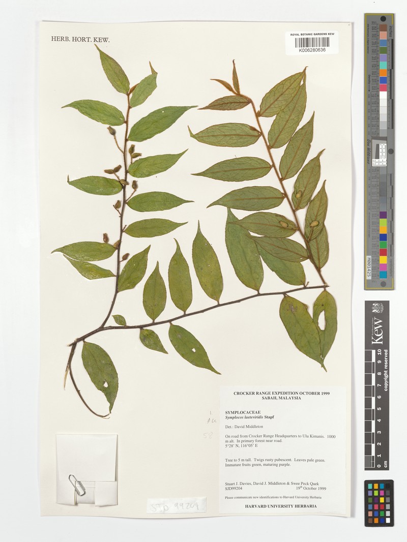 Symplocos laeteviridis var. laeteviridis photo 4