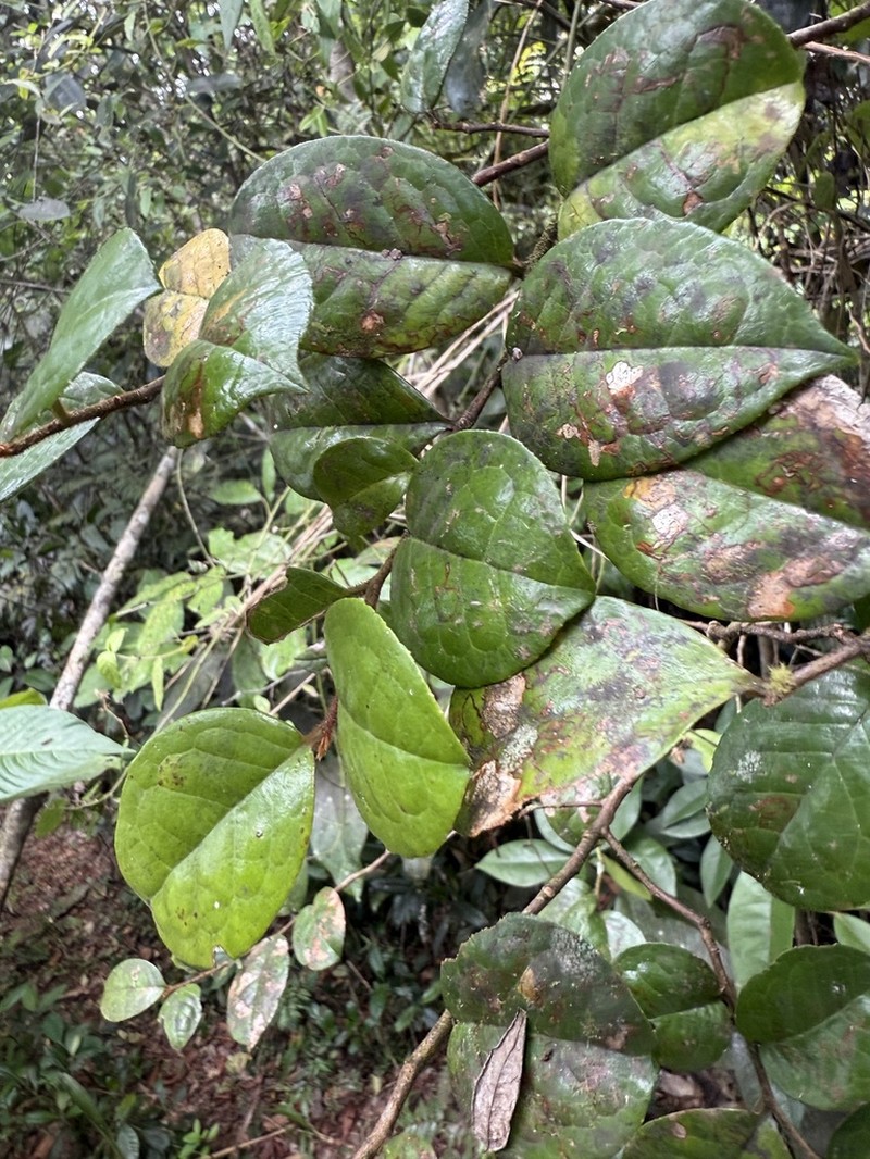Nispero Cimarron