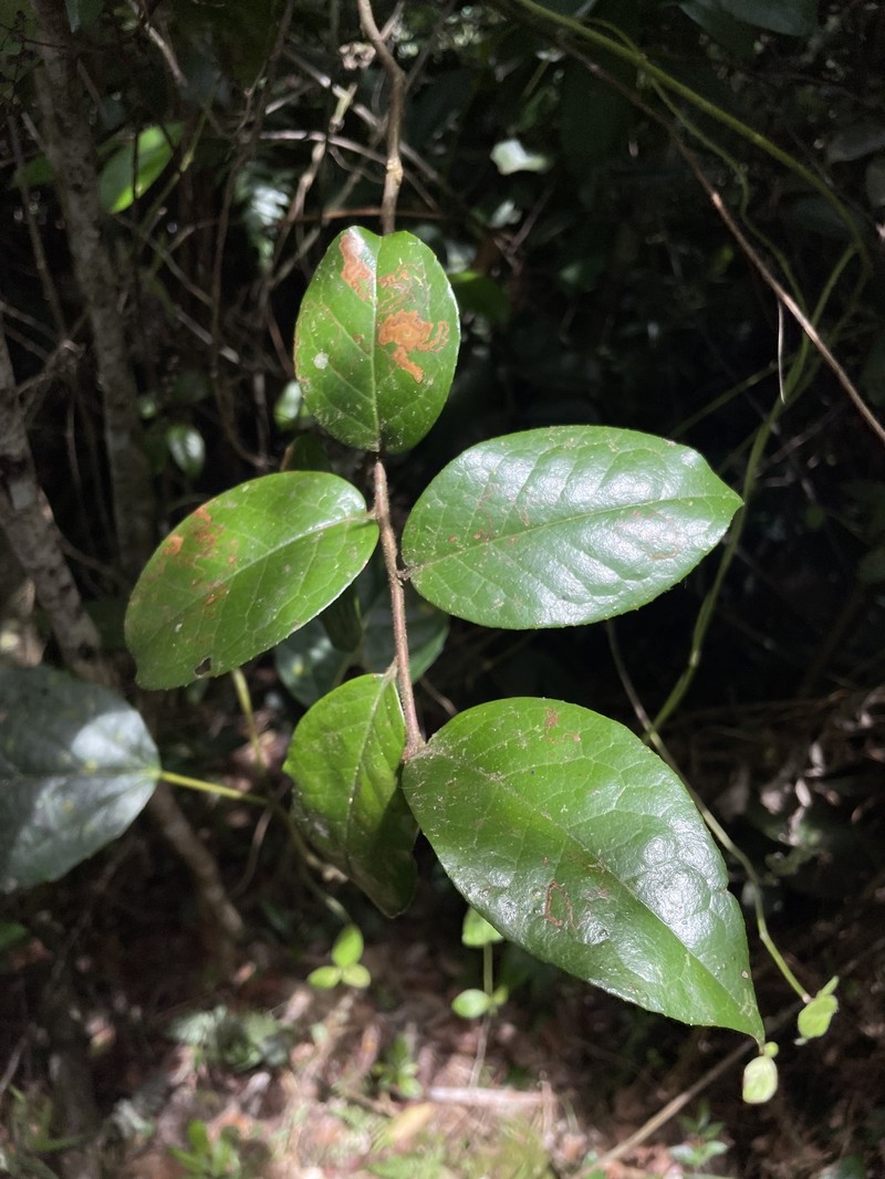 Nispero Cimarron photo 7