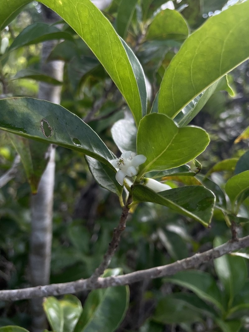 Broad-Leaf Sweetleaf