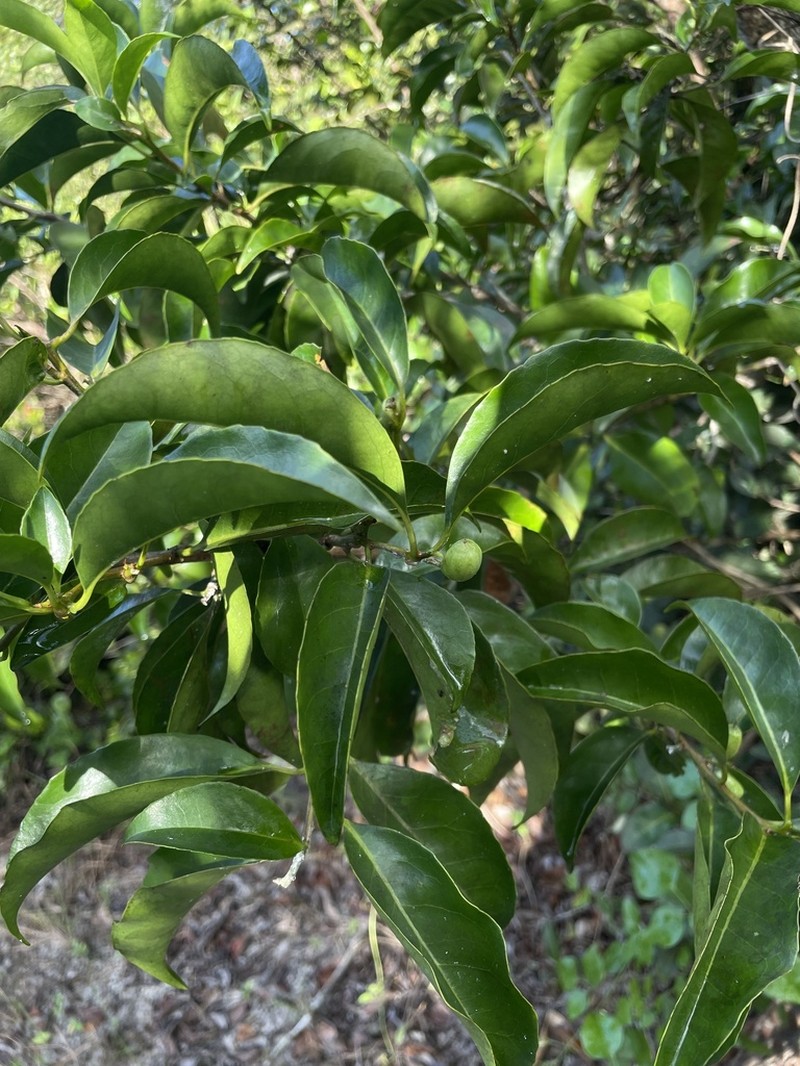 Broad-Leaf Sweetleaf photo 2