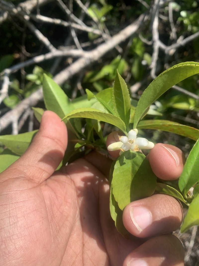 Broad-Leaf Sweetleaf photo 4