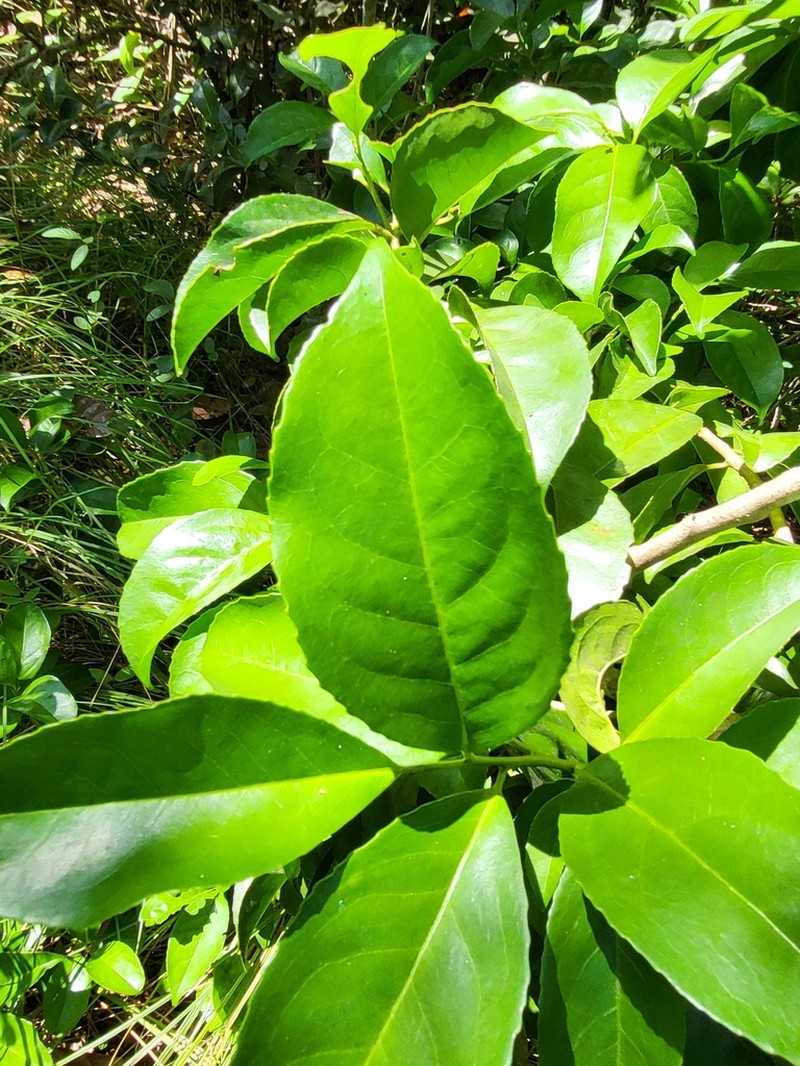 Broad-Leaf Sweetleaf photo 5