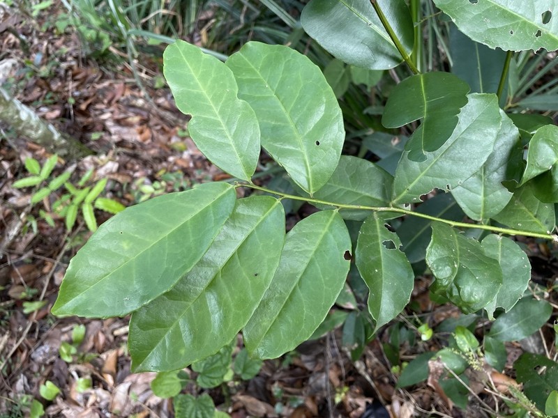 Broad-Leaf Sweetleaf photo 6