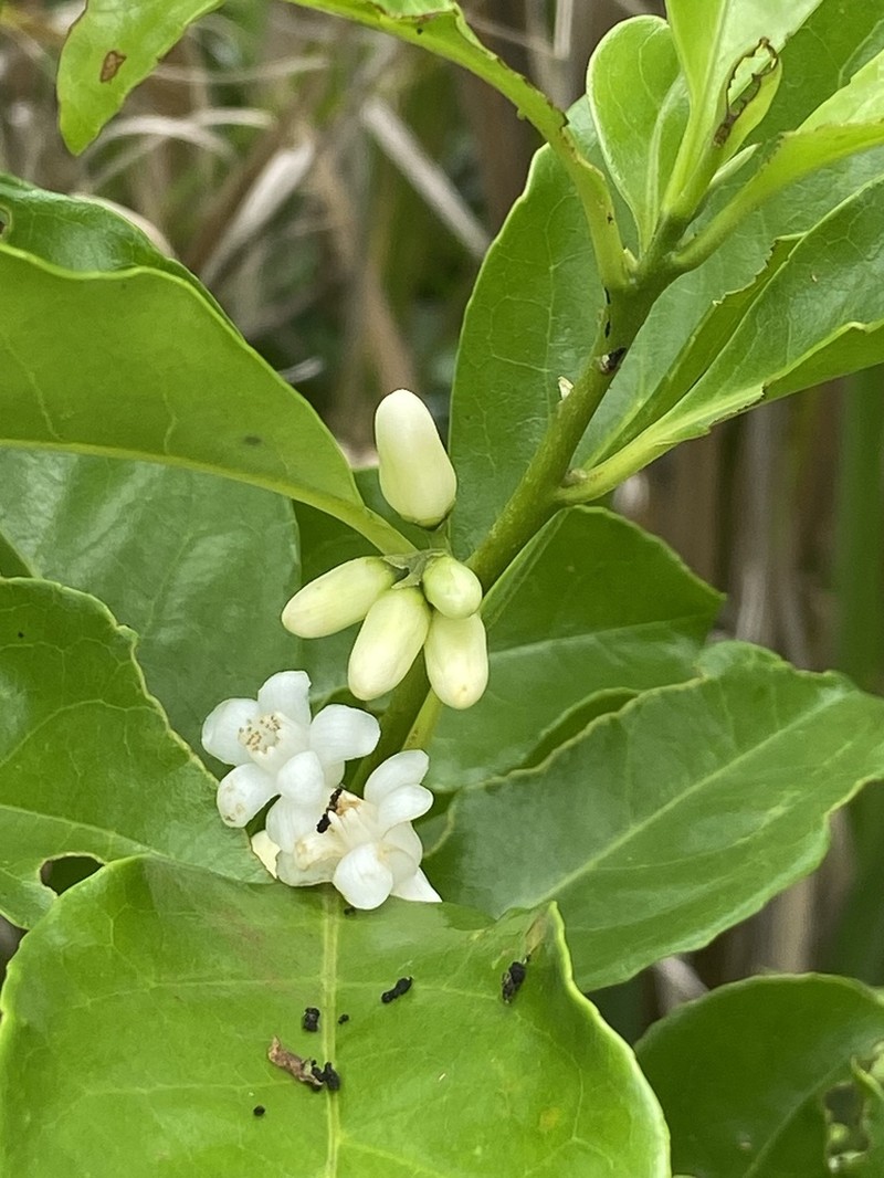 Broad-Leaf Sweetleaf photo 7