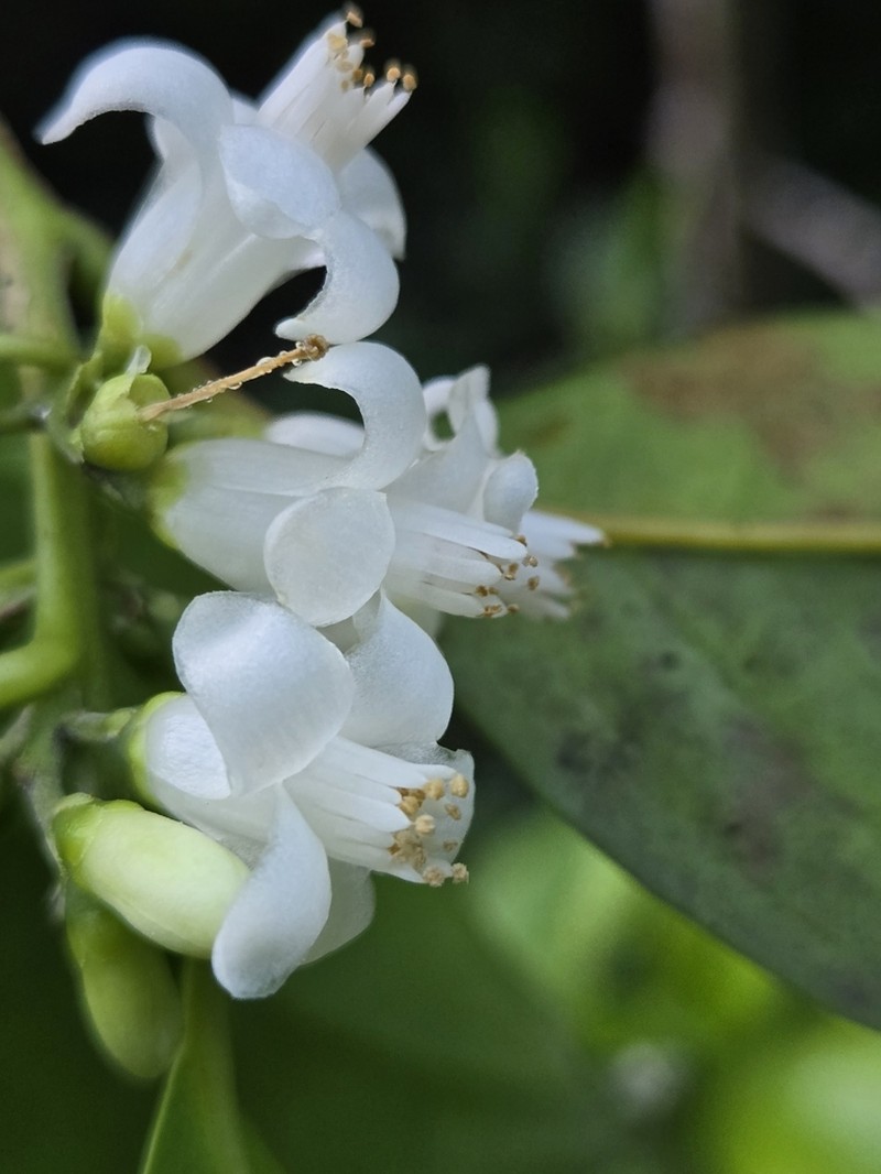 Broad-Leaf Sweetleaf photo 8