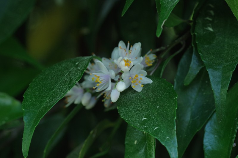 Symplocos liukiuensis var. liukiuensis