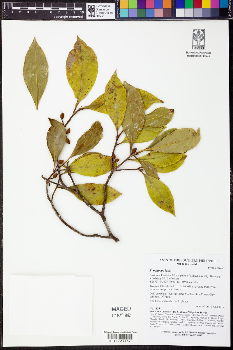 Symplocos lucida subsp. lucida