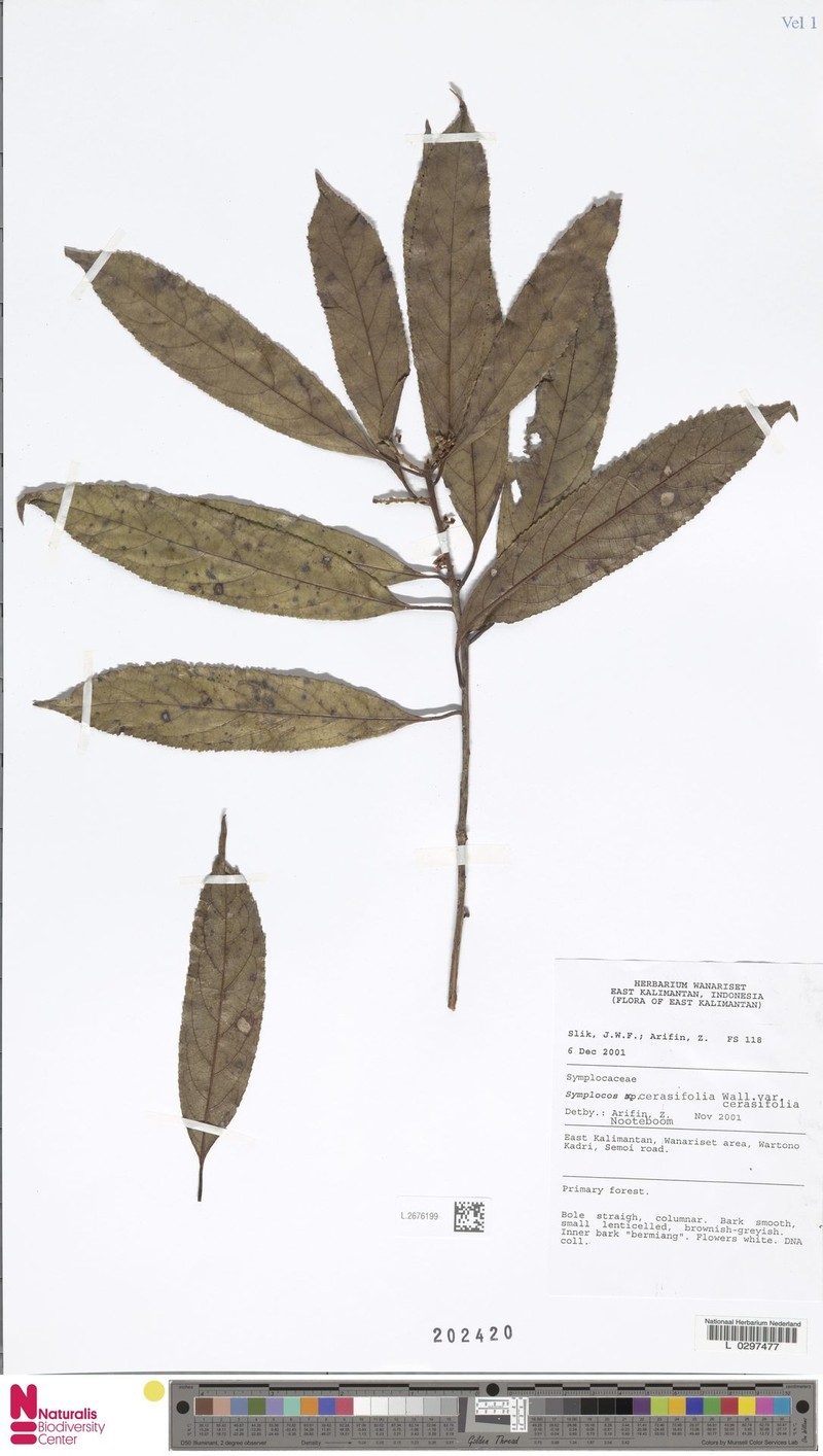 Symplocos lucida subsp. lucida photo 2