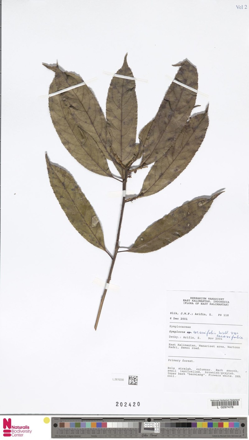 Symplocos lucida subsp. lucida photo 3