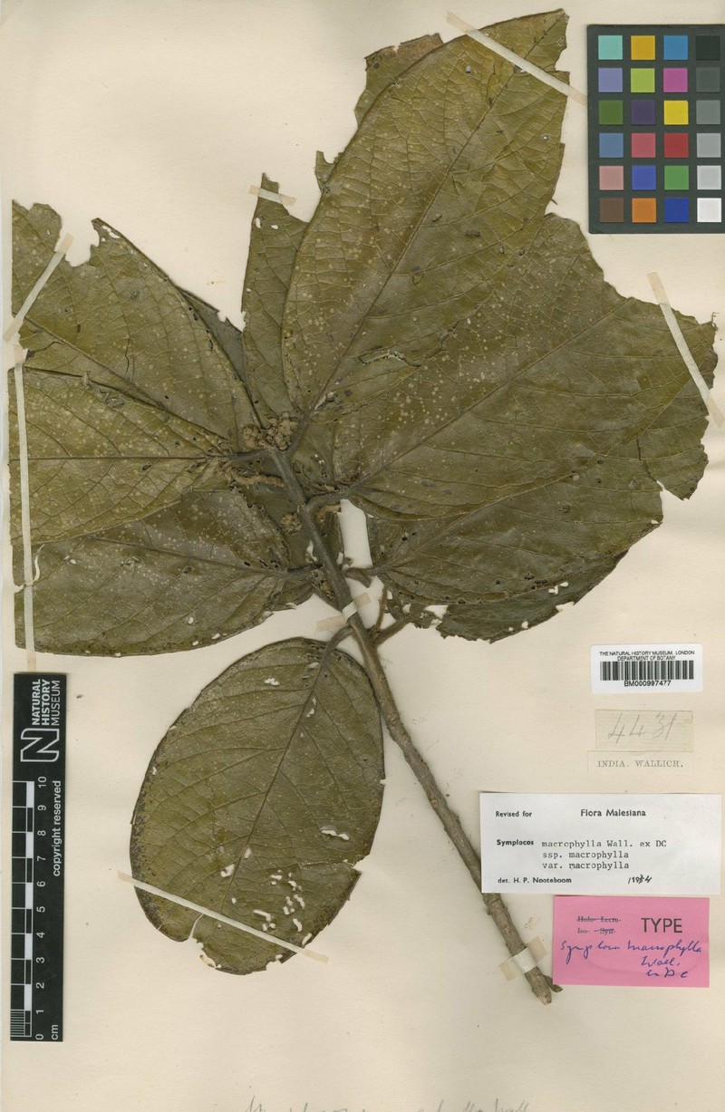 Symplocos macrophylla subsp. macrophylla