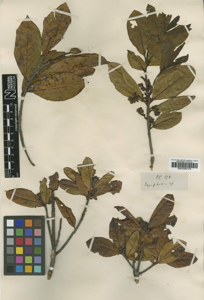 Symplocos macrophylla subsp. macrophylla photo 2