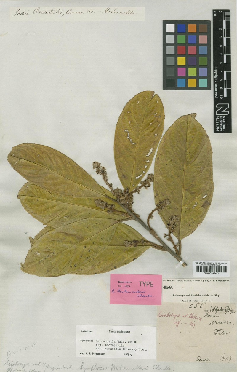Symplocos macrophylla subsp. macrophylla photo 3