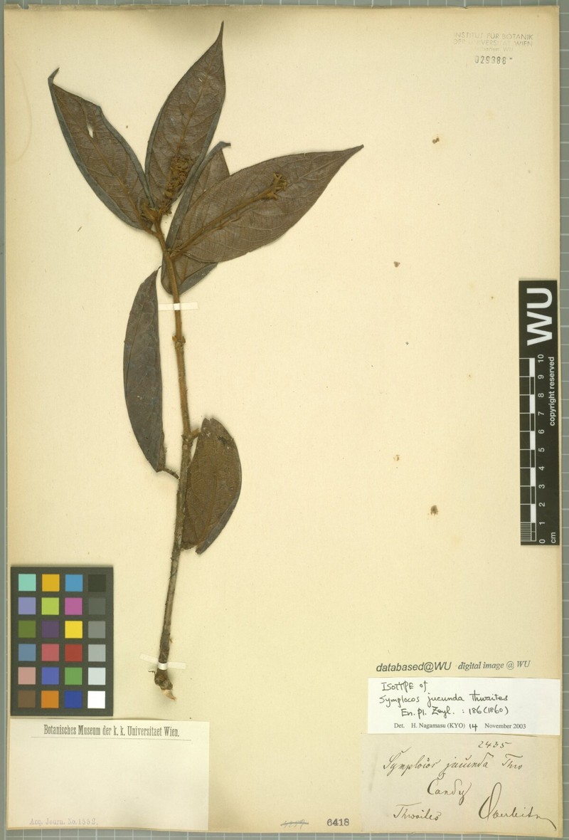 Symplocos macrophylla subsp. macrophylla photo 4