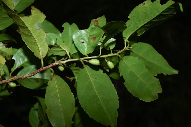 Martinique Sweetleaf