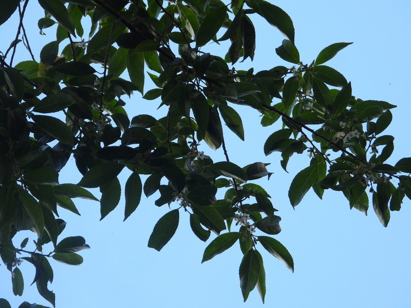 Martinique Sweetleaf photo 2
