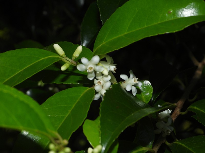 Martinique Sweetleaf photo 5