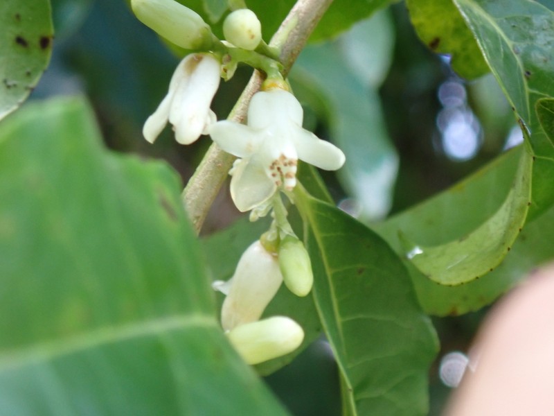 Martinique Sweetleaf photo 7