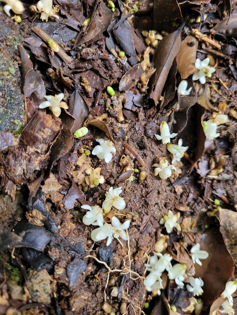 Martinique Sweetleaf photo 8