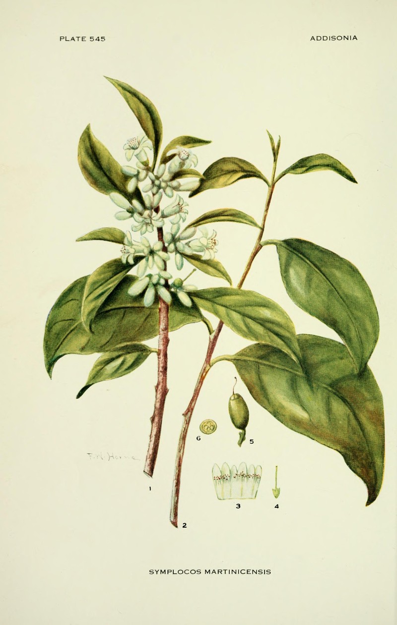 Martinique Sweetleaf