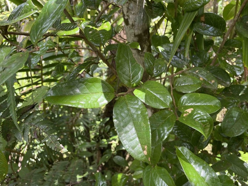 Aceitunilla