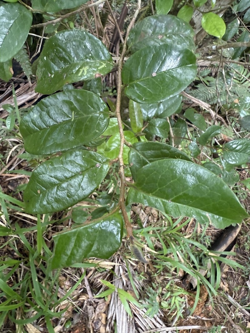 Aceitunilla photo 2