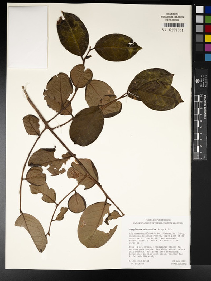 Aceitunilla photo 5