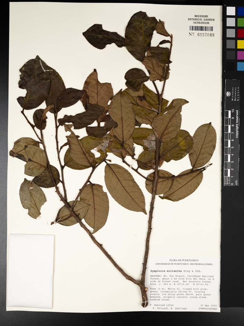 Aceitunilla photo 6