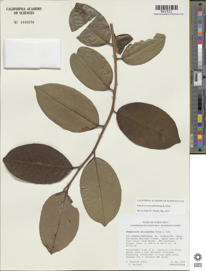 Aceitunilla photo 8