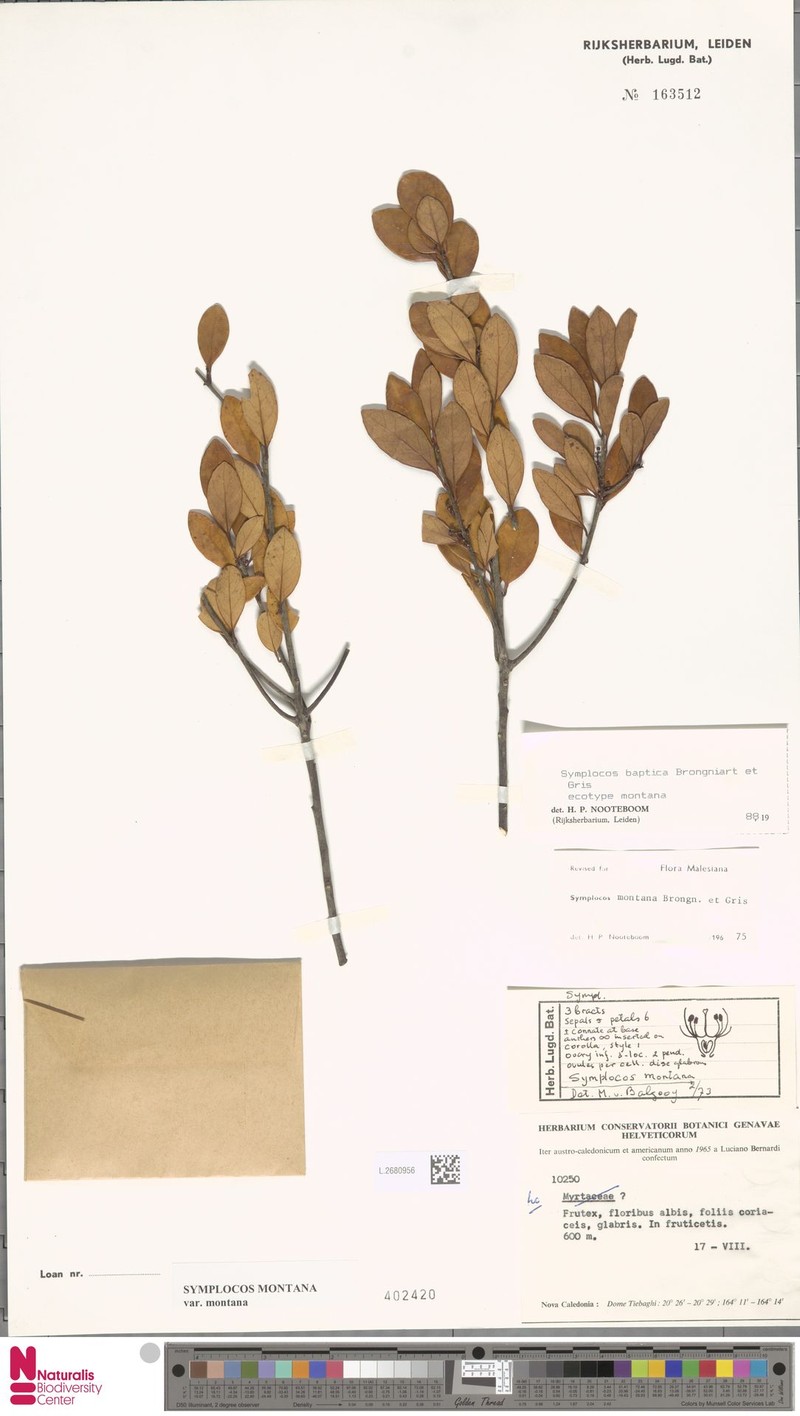 Symplocos montana var. montana