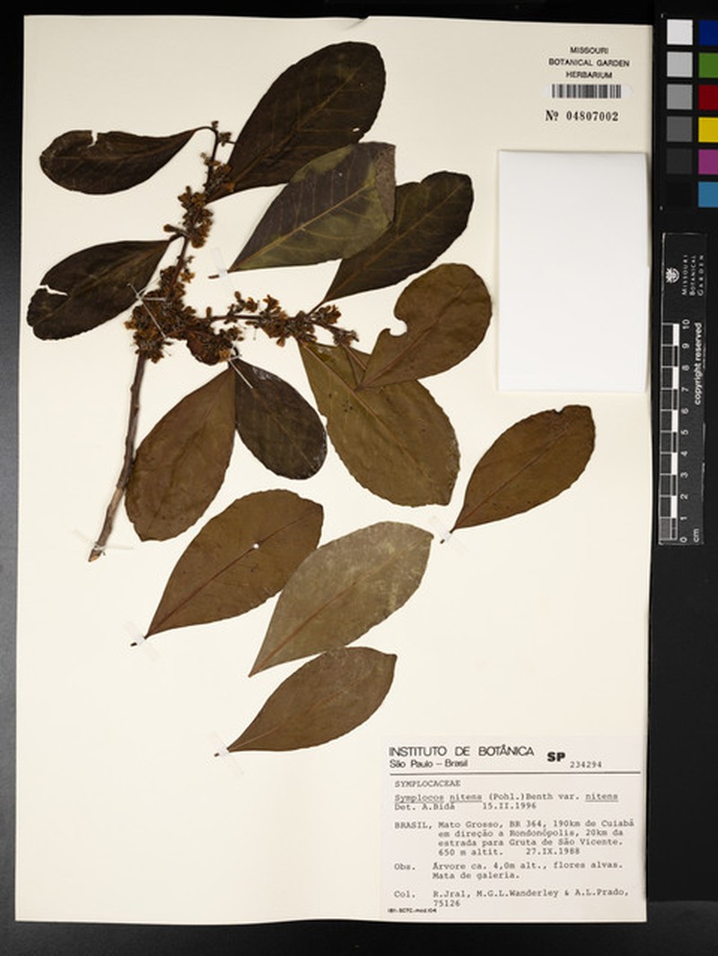 Symplocos nitens var. nitens