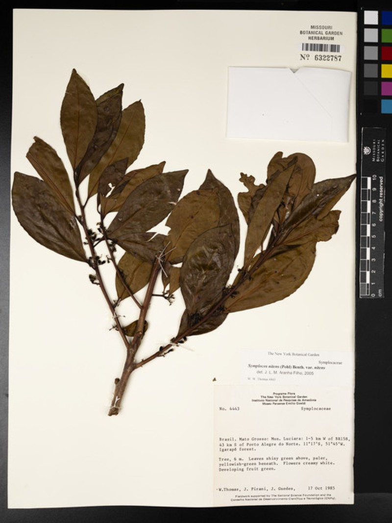 Symplocos nitens var. nitens photo 2