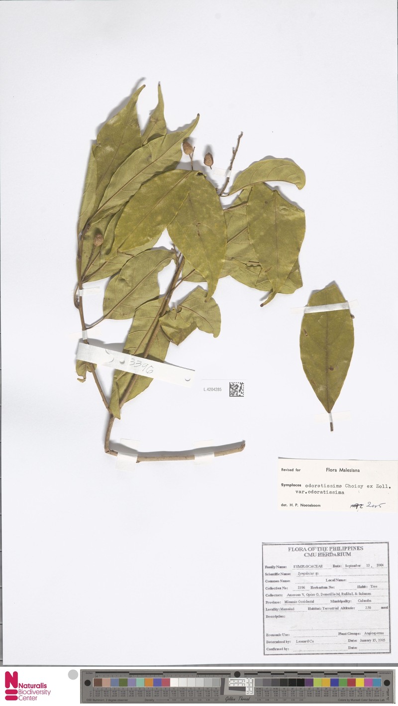 Symplocos odoratissima var. odoratissima