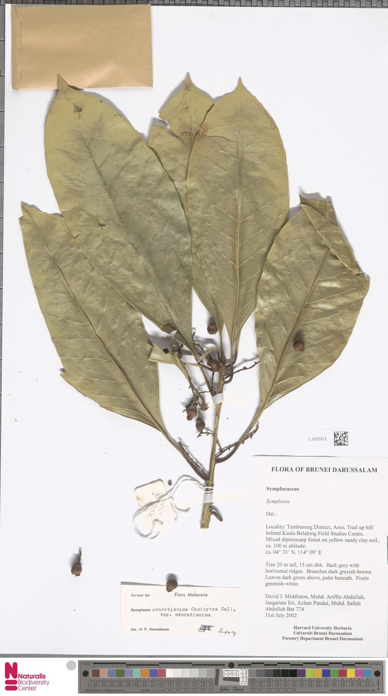 Symplocos odoratissima var. odoratissima photo 2