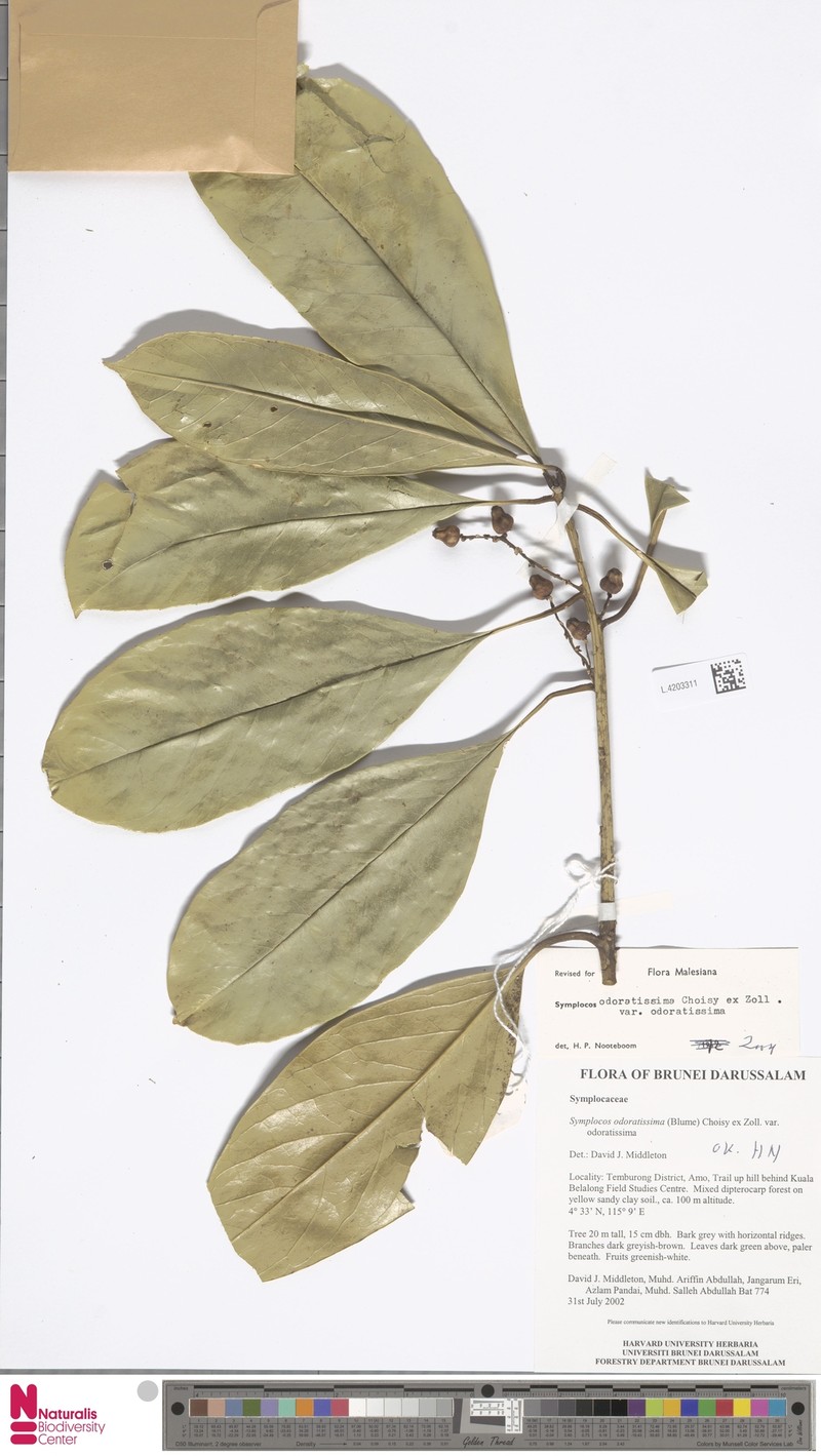 Symplocos odoratissima var. odoratissima photo 3