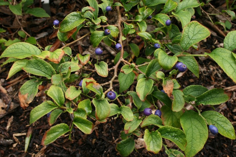 Sapphire-Berry photo 4
