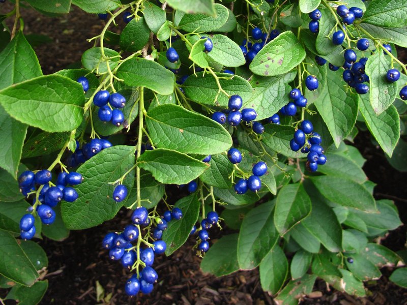 Sapphire-Berry photo 5