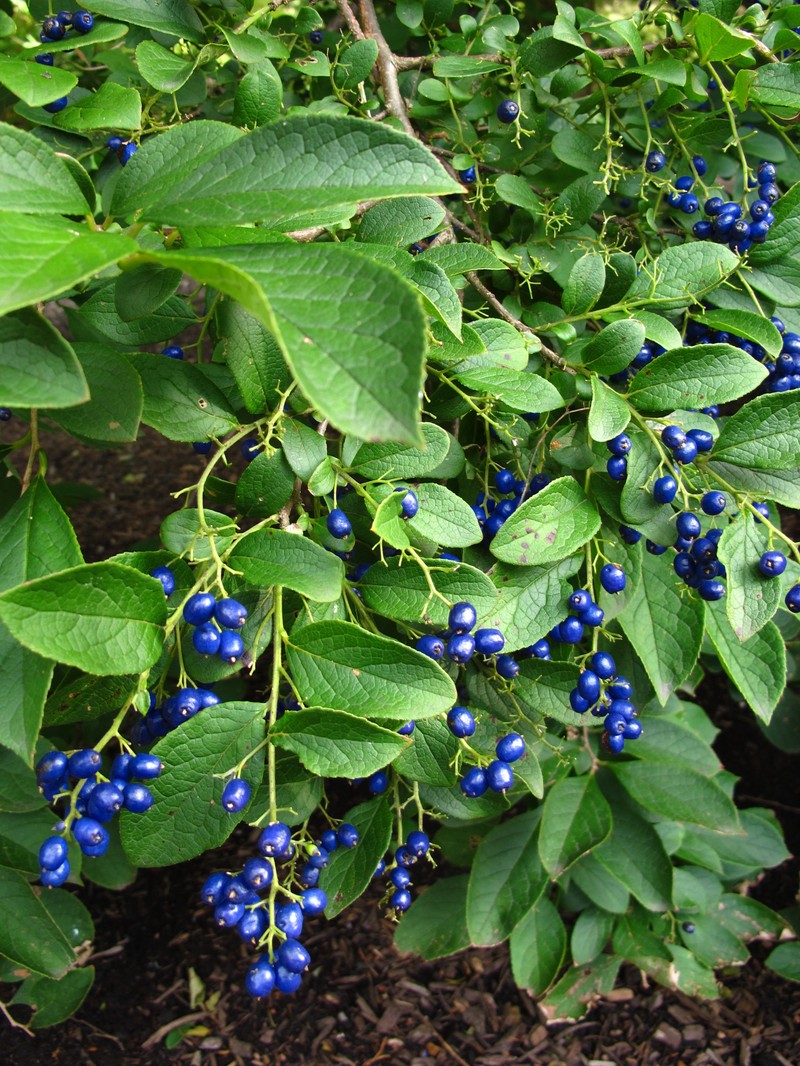 Sapphire-Berry photo 2