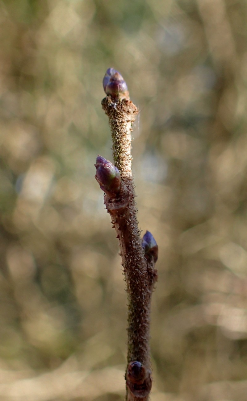 Sapphire-Berry photo 3