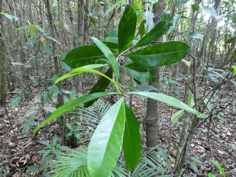 Symplocos puberula