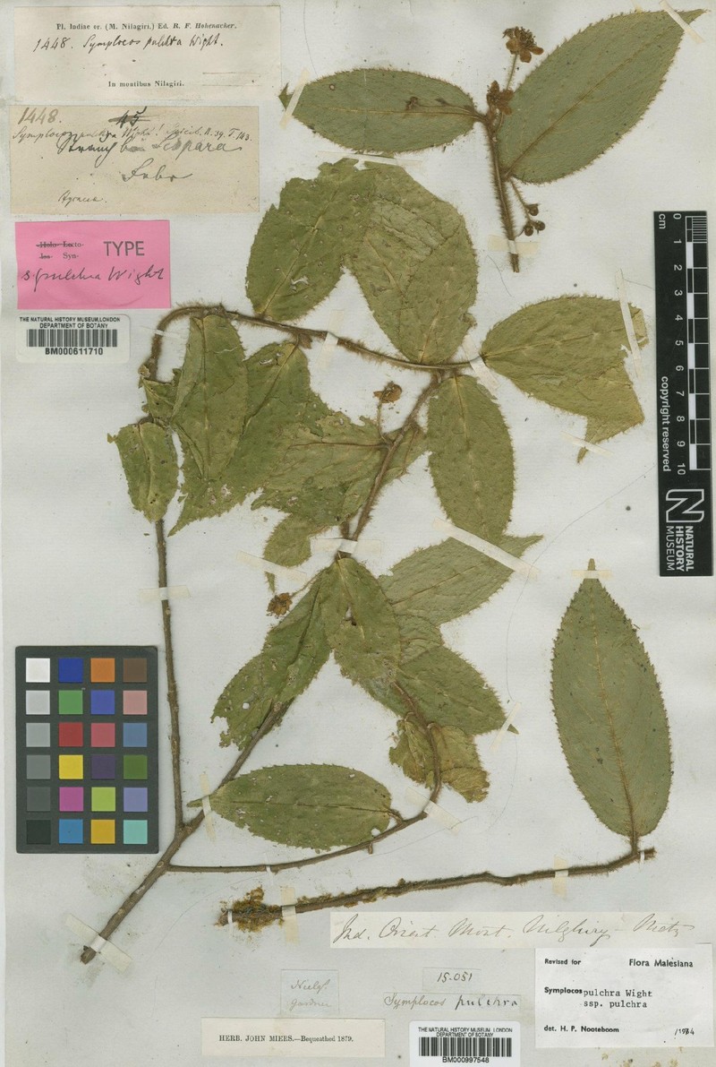 Symplocos pulchra subsp. pulchra